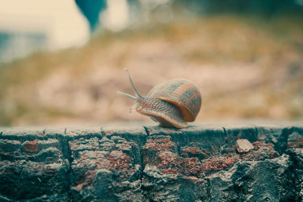 snail slowly crawling along a log